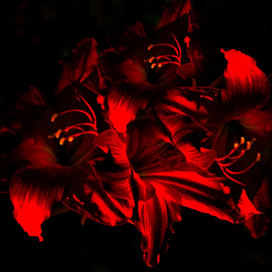 Facing Extinction Due to Artificial Light