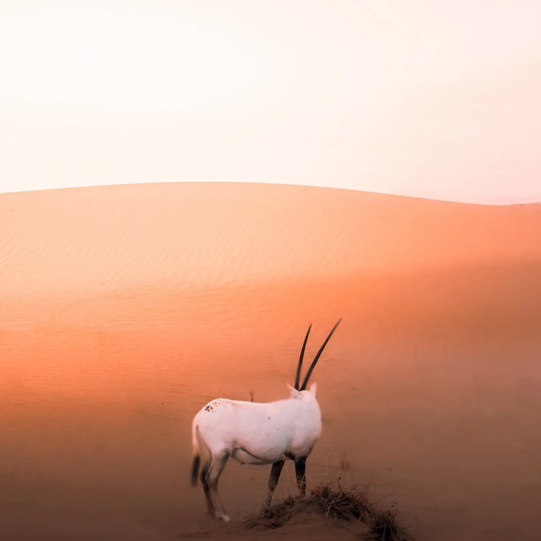 I'm Holding Up the Sky in the Vast Desert, Where I've Met a Buddhist Reincarnation of a Tulku, Wearing the Transient Form of a Goat; She's Like a Miraculous Stranger Who Becomes a Tree in the Oasis or Some Old Rugged Stone, Upon Giving Up All Past, Present and Future Earthly Desires