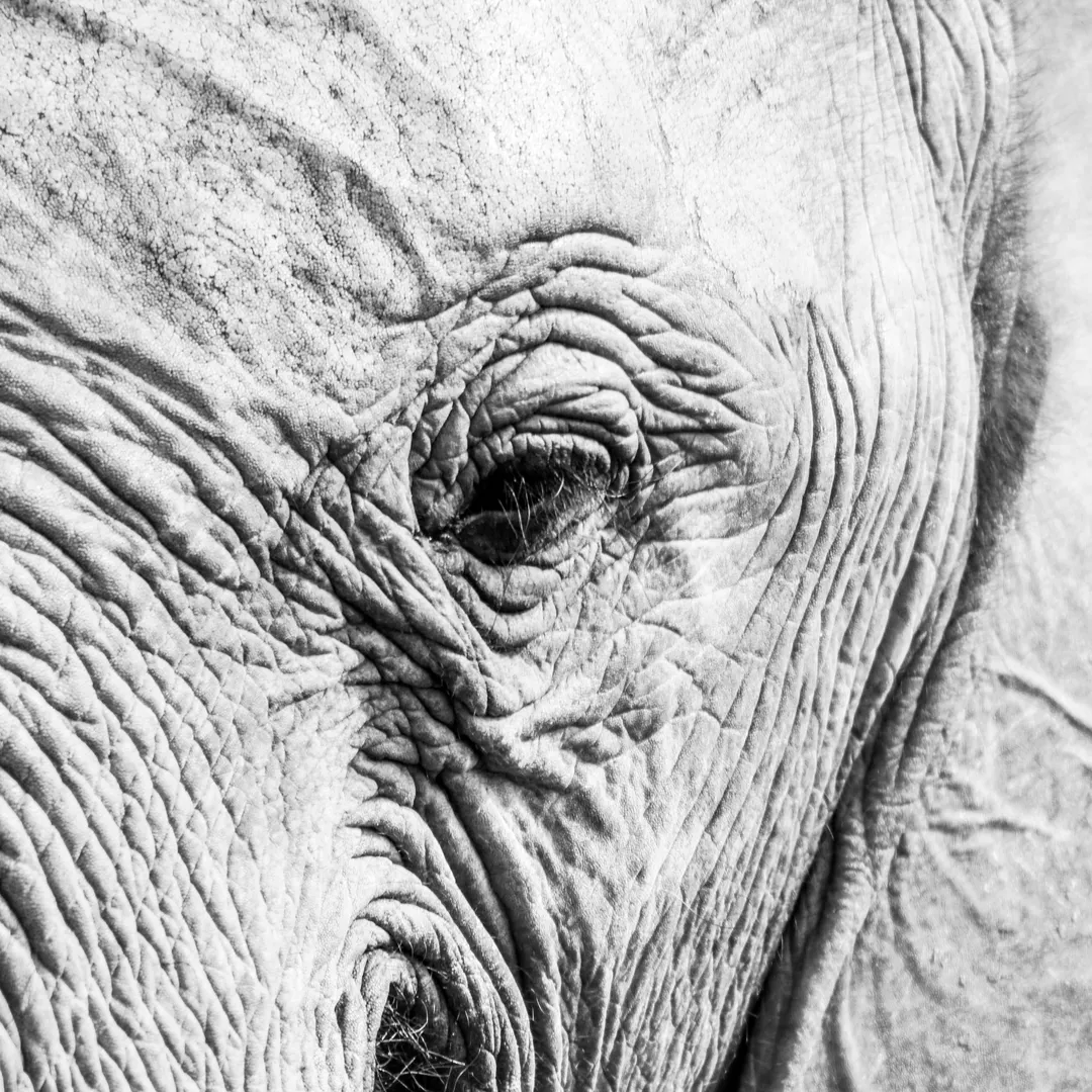 Conspiracy Theorists Will Trigger Your Deepest Fears and Sell You Abstract Lies, but I as a Responsible Scientist Call You to Vaccinate Yourself and Your Loved Ones, Otherwise Go Lick Virus-Infested Bus Poles