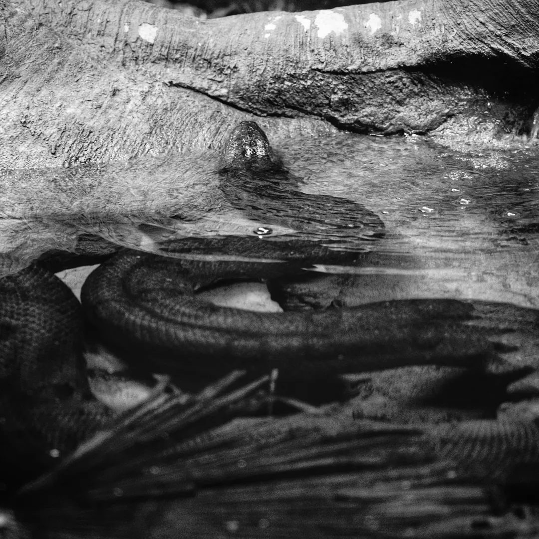 Poet's Reproduction of Flexible Unconscious Nihilism With a Gang of Free-Spirited Swinger Zombies