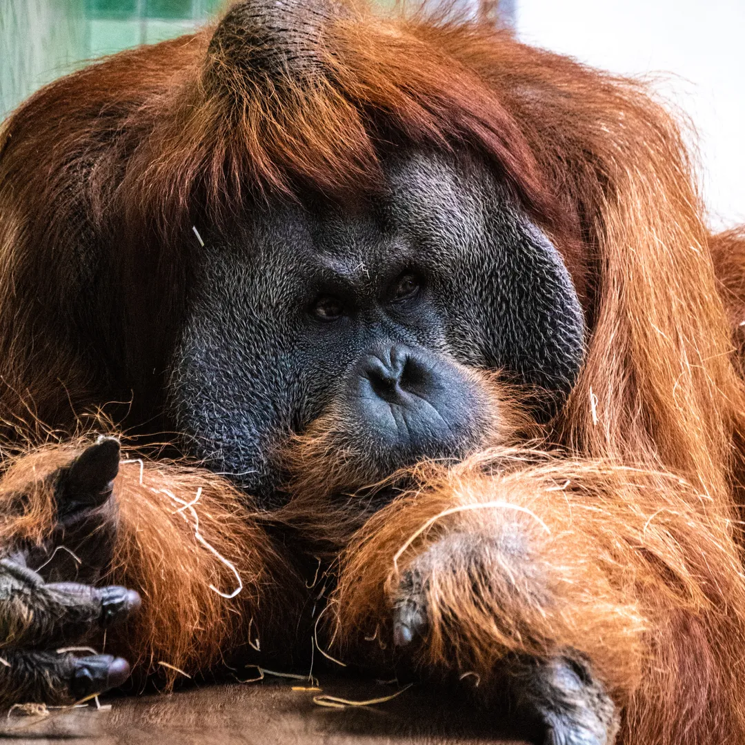 Scared Little Human Travels to the End of Time on the Back of a Blight Organism