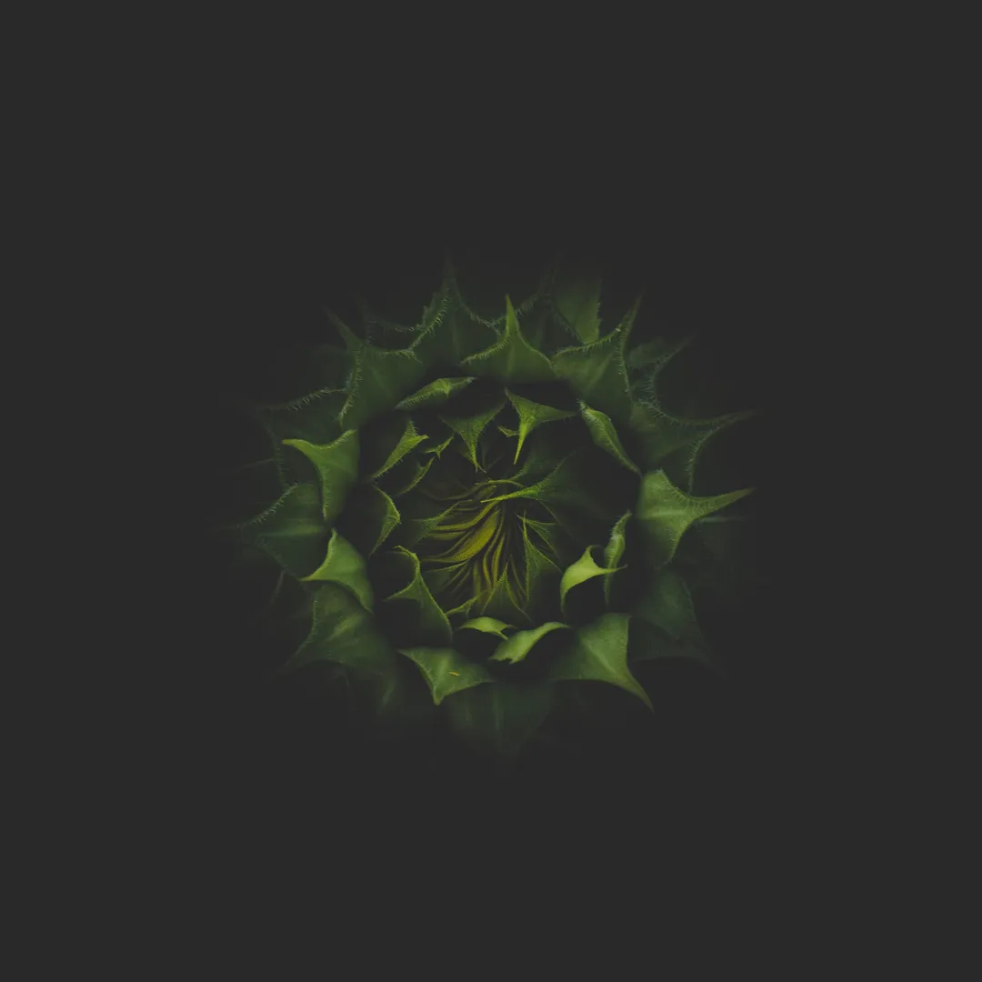 Honey, Darkness Cannot Prevail Unless You Nurture It Well