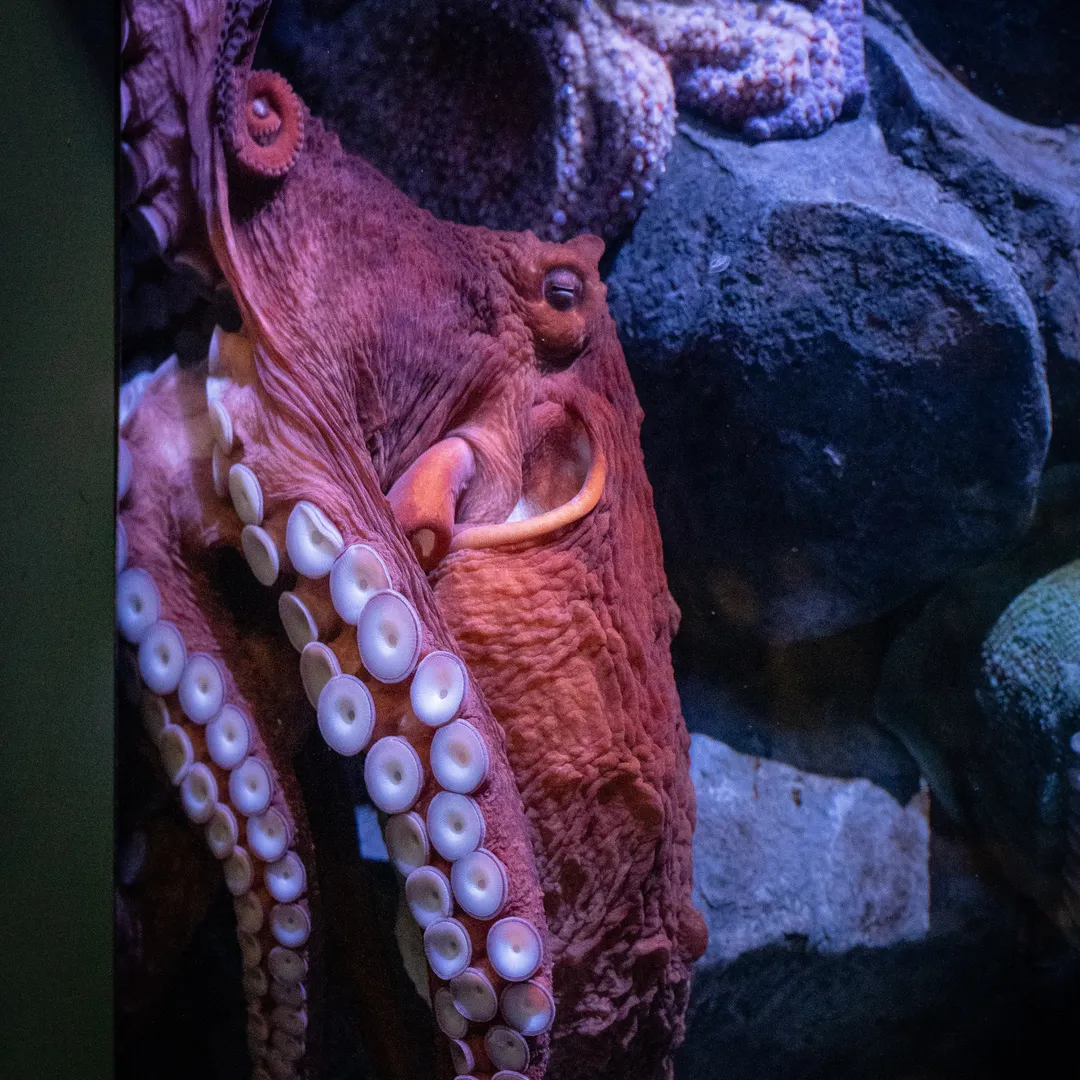 Temporal Caterpillar