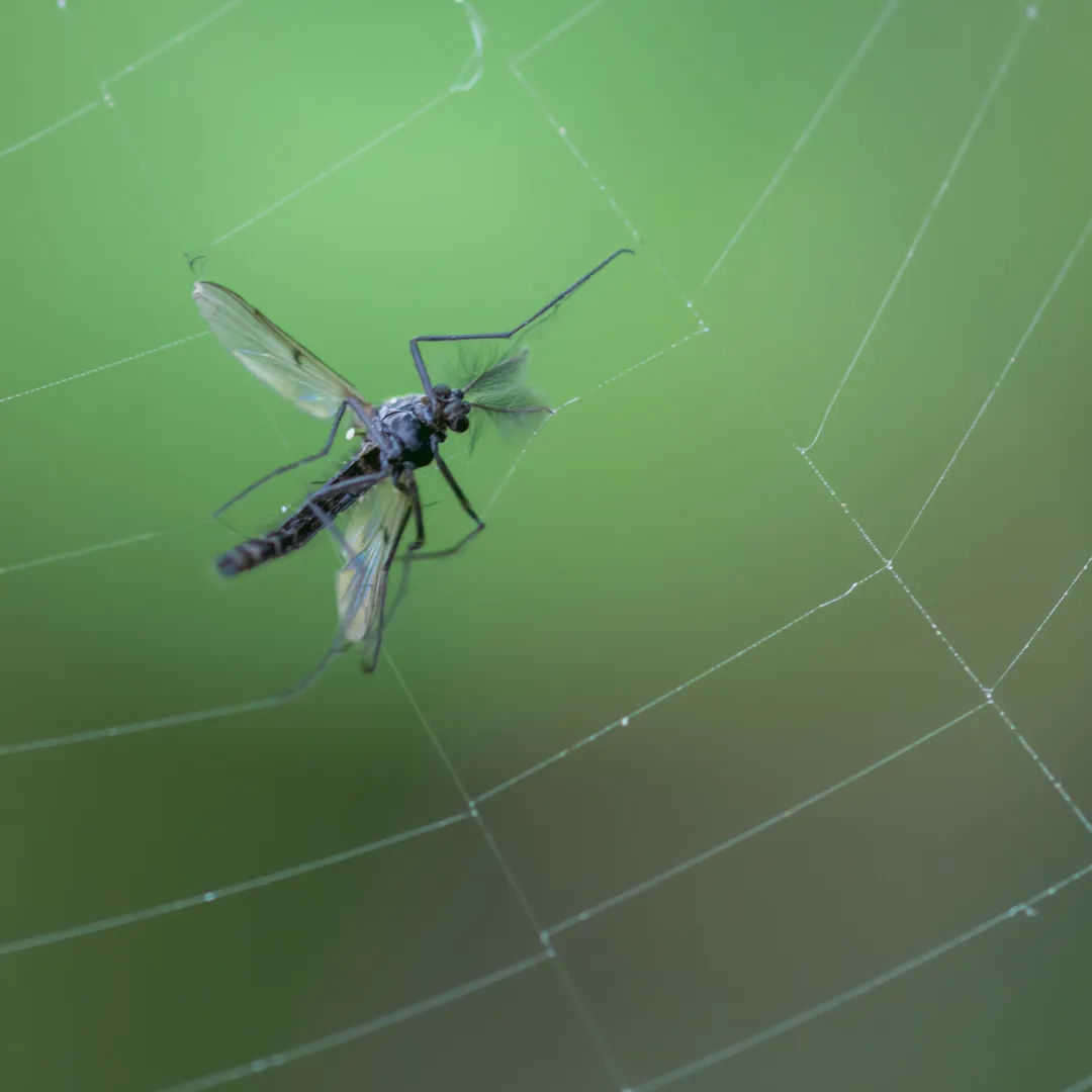 To the Uncaught Serial Killer of Holograms