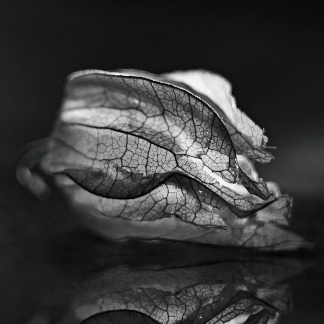 Disappear as If You’re Self-Absorbed, Be a Magnolia Manifestation