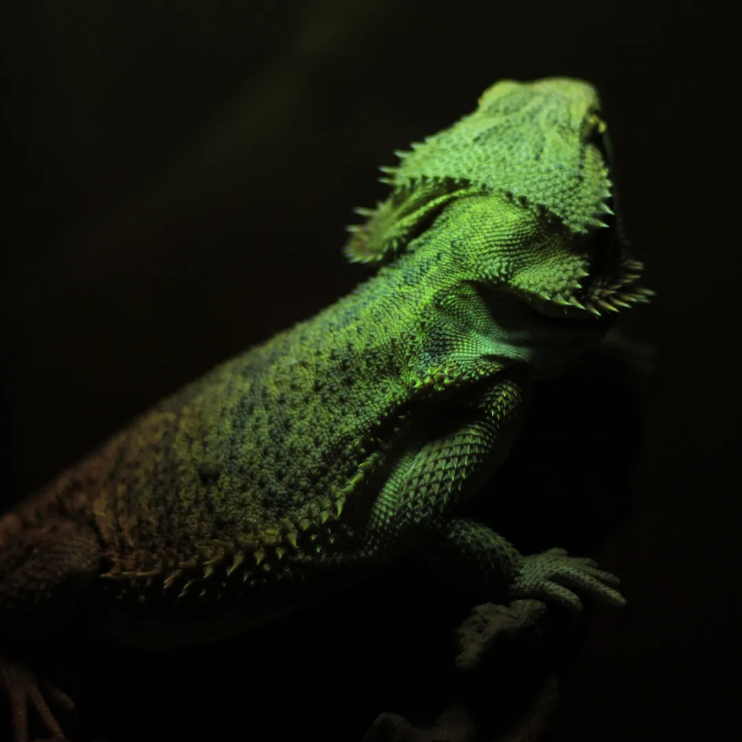 You're a Salamandra, Caught Up in the Matrix of the Wrong Architect