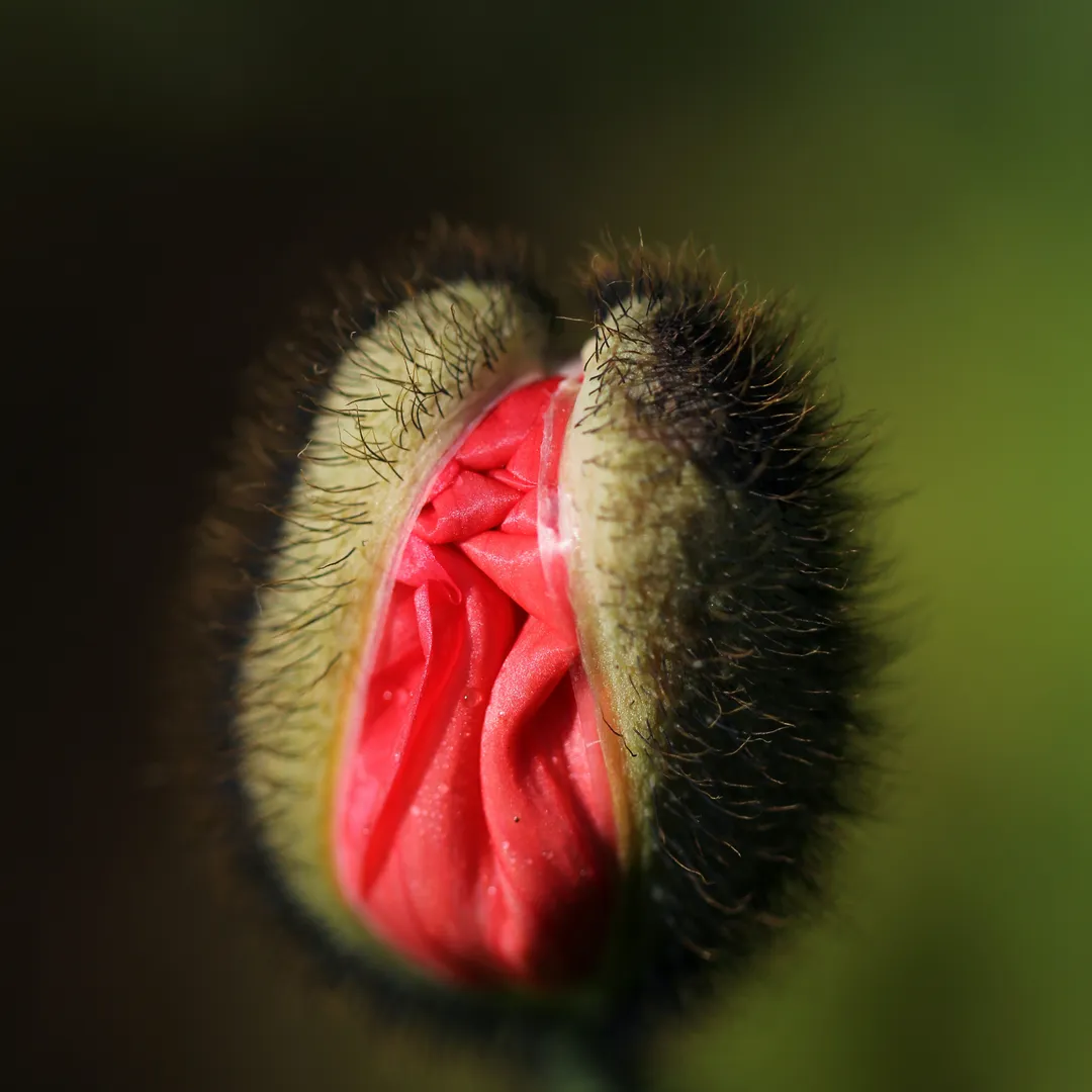 I Wish I Were an Unidentified Flying Object