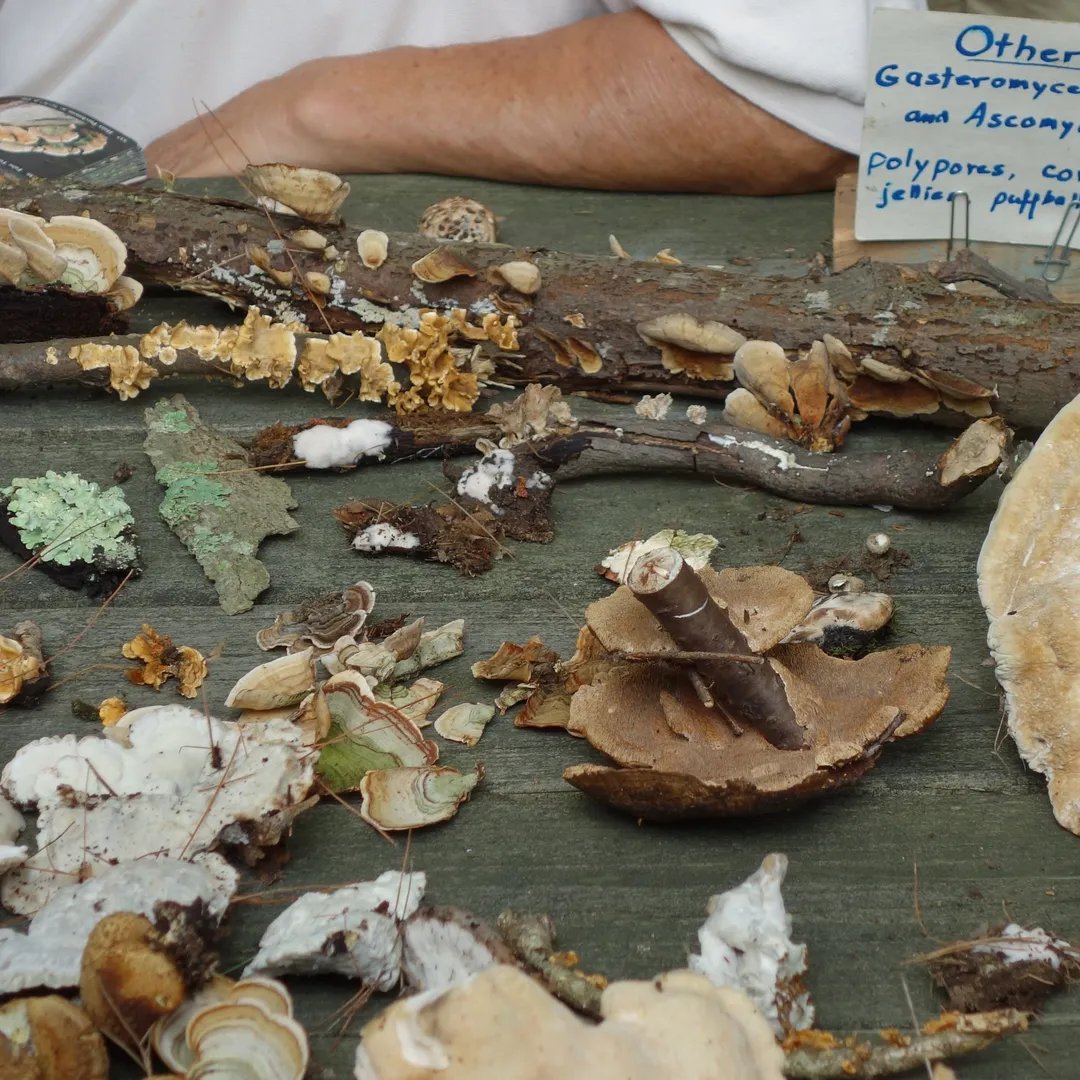 Mycological (stereo version)