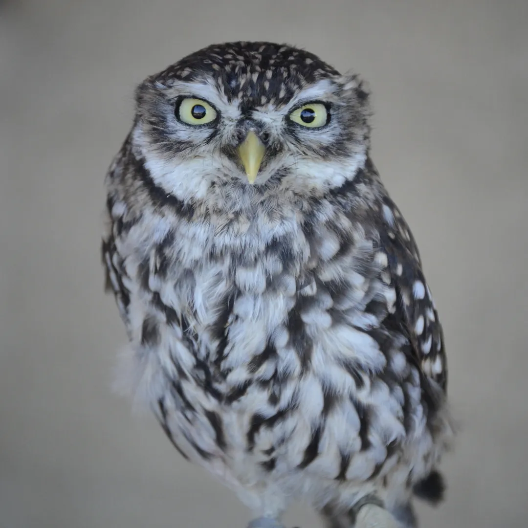 Enrich Your Soul With Five Hundred Original Prayers