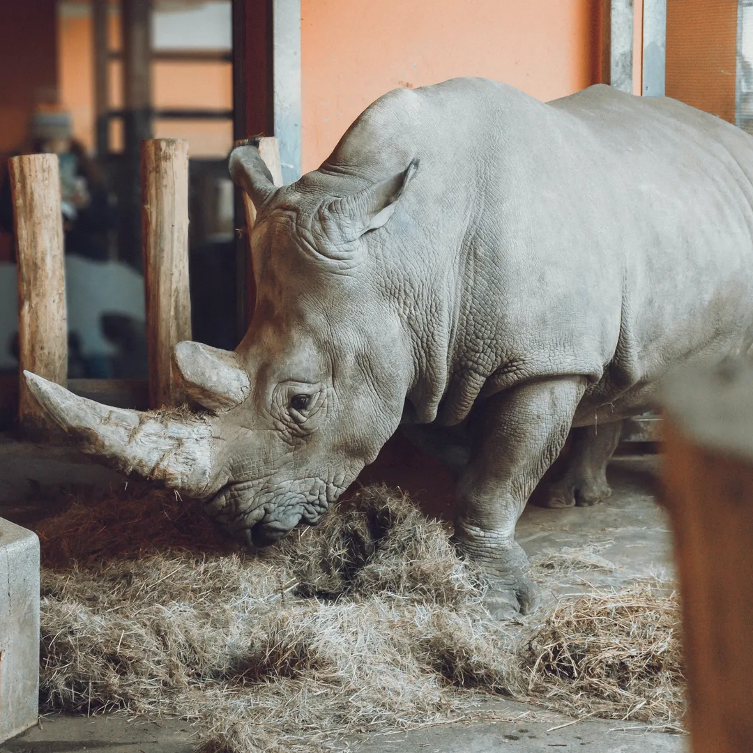 Hereditary Modifications and Infinitely Complex Beasts