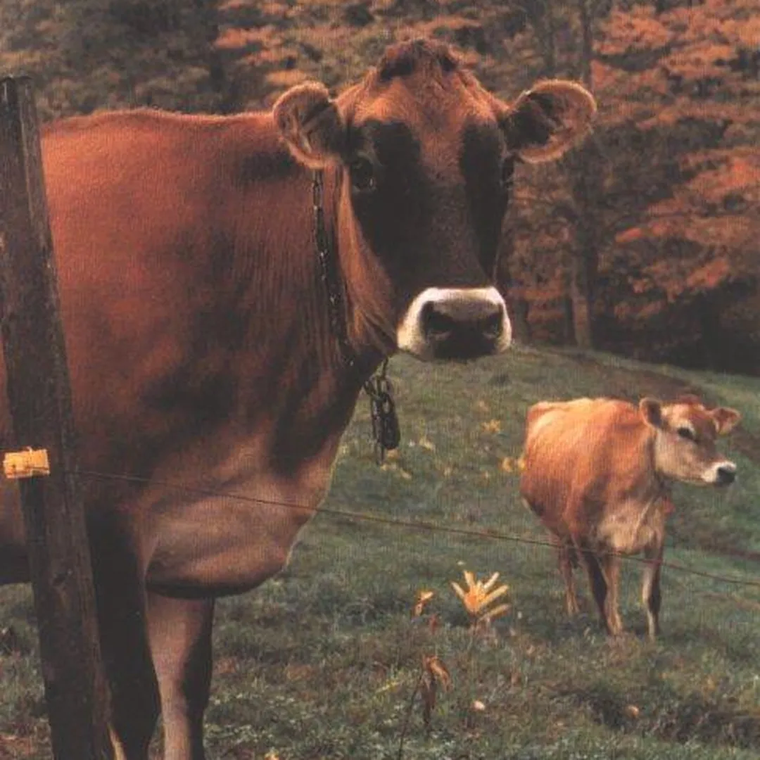 Cows Will Eat the Weeds