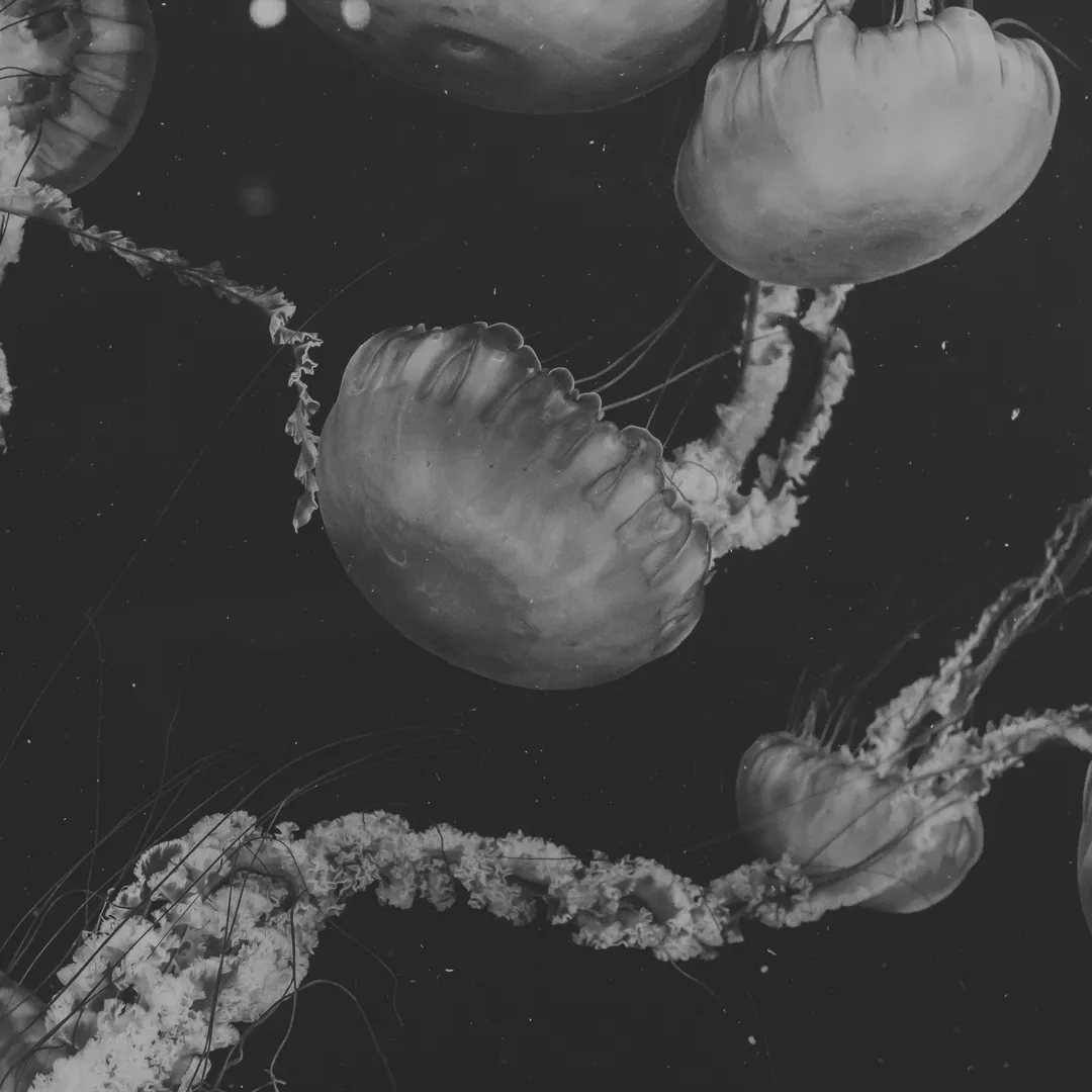 You Can Never Deny the Inbuilt Spiritual Attachment to the Place You Were Born At, Therefore Immigration Is Merely an Artificial Mirage Created by Circumstances Beyond Your Control; For Your Soul Dies Not at Your Burial Grounds, but Where It Belongs, That Is the Location of Its Formation Into Being