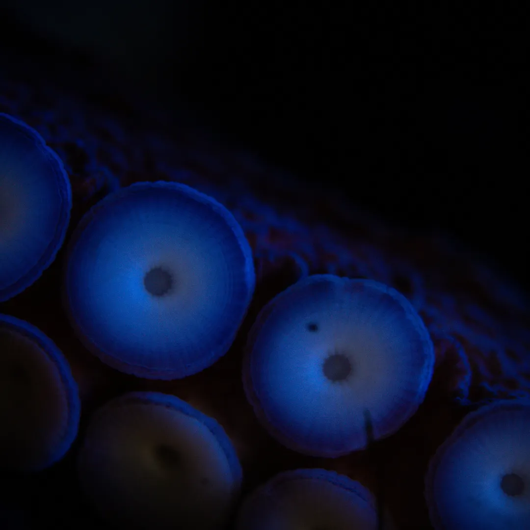 Cognition Alone Doesn't Promise Welfare and Life Satisfaction