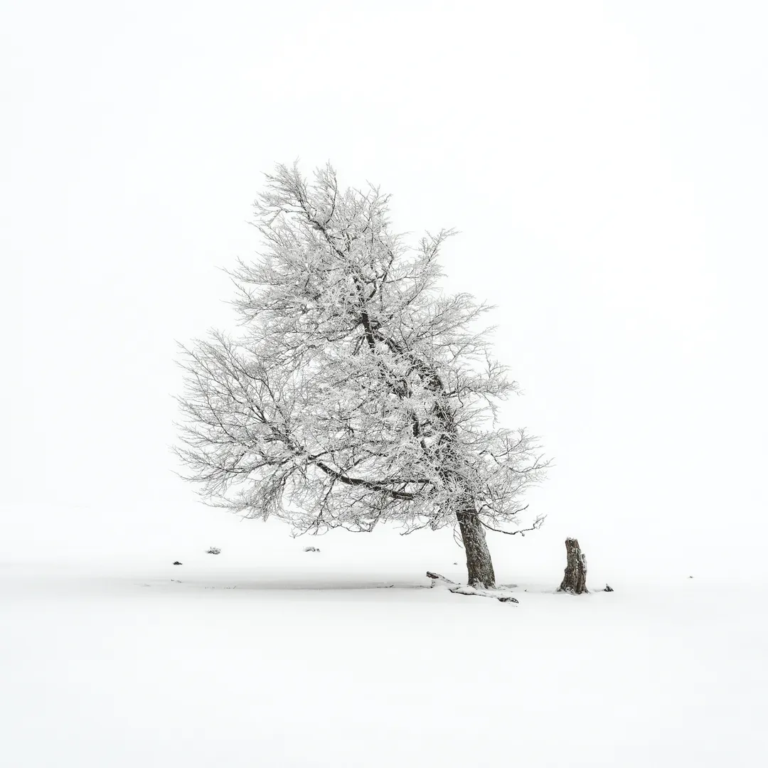 Don't Even Need to Know the Rules to Dance a Tango With the Wind