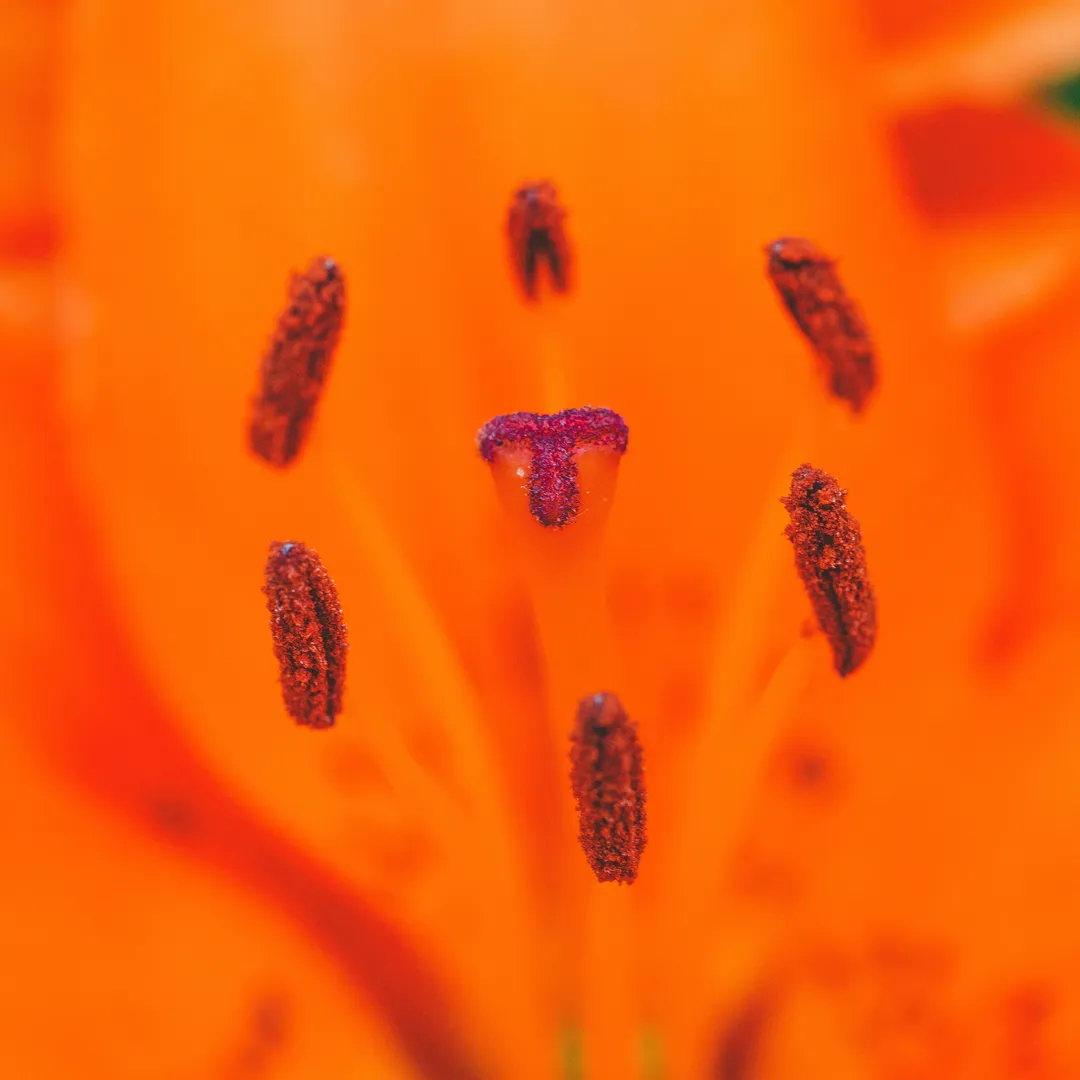 Classic Ambient Symphony for World Peace